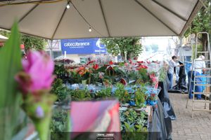 XIII Festival de Flores de Holambra
