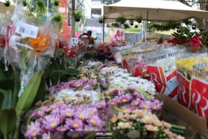XIII Festival de Flores de Holambra