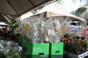 XIII Festival de Flores de Holambra
