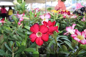 XIII Festival de Flores de Holambra