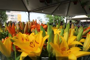 XIII Festival de Flores de Holambra