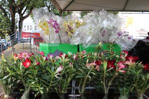 XIII Festival de Flores de Holambra