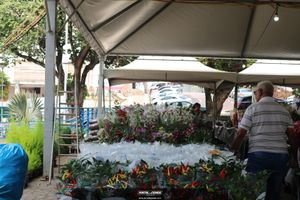 XIII Festival de Flores de Holambra