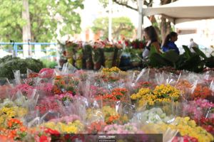 XIII Festival de Flores de Holambra