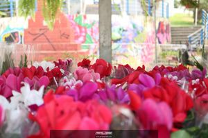 XIII Festival de Flores de Holambra