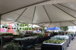 XIII Festival de Flores de Holambra