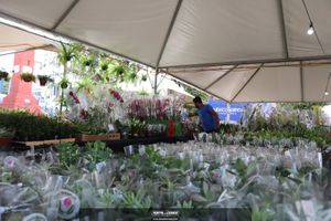 XIII Festival de Flores de Holambra