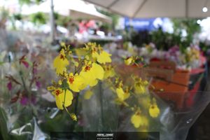 XIII Festival de Flores de Holambra
