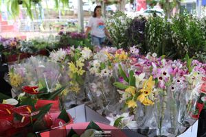XIII Festival de Flores de Holambra