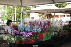 XIII Festival de Flores de Holambra