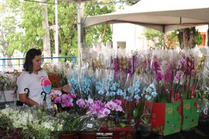 XIII Festival de Flores de Holambra