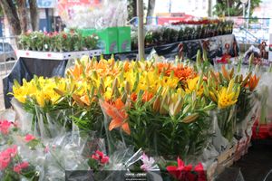 XIII Festival de Flores de Holambra