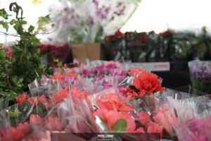 XIII Festival de Flores de Holambra