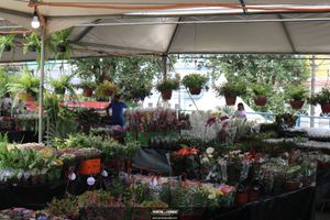 XIII Festival de Flores de Holambra