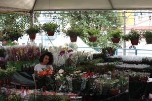 XIII Festival de Flores de Holambra