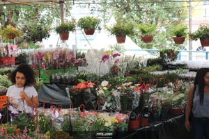 XIII Festival de Flores de Holambra