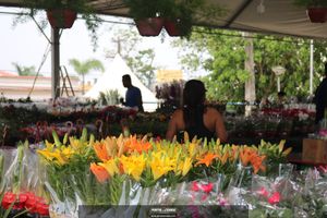 XIII Festival de Flores de Holambra