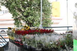 XIII Festival de Flores de Holambra