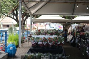 XIII Festival de Flores de Holambra