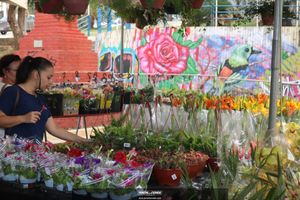 XIII Festival de Flores de Holambra