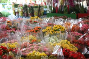 XIII Festival de Flores de Holambra