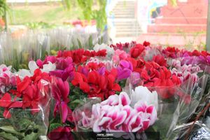 XIII Festival de Flores de Holambra