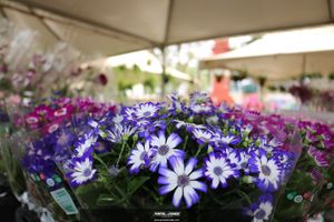 XIII Festival de Flores de Holambra