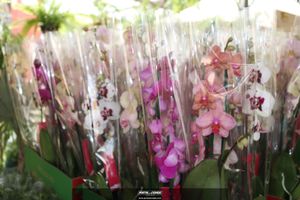 XIII Festival de Flores de Holambra