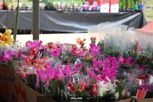 XIII Festival de Flores de Holambra