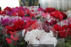 XIII Festival de Flores de Holambra