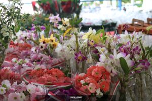 XIII Festival de Flores de Holambra