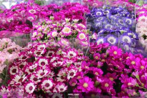 XIII Festival de Flores de Holambra