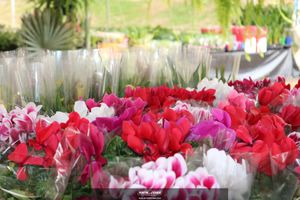 XIII Festival de Flores de Holambra