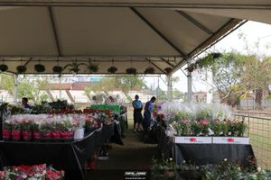 XIII Festival de Flores de Holambra