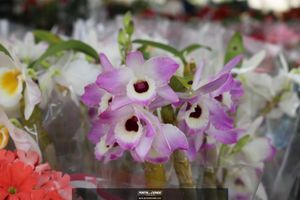 XIII Festival de Flores de Holambra