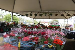 XIII Festival de Flores de Holambra