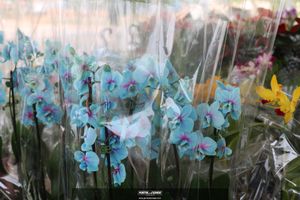 XIII Festival de Flores de Holambra