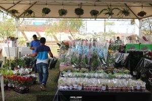 XIII Festival de Flores de Holambra