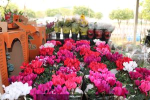 XIII Festival de Flores de Holambra