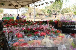 XIII Festival de Flores de Holambra