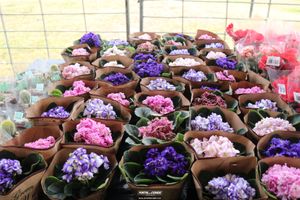 XIII Festival de Flores de Holambra