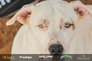 1&ordm; Etapa de Pesca Esportiva Gigantes do Paran&aacute;