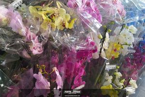  Inaugura&ccedil;&atilde;o do primeiro Bahniuk Supermercado de Porto Uni&atilde;o