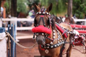 Cavalgada Cozinha do Gury