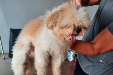 Cãozinho com coleira azul foi encontrado próximo à TV Andradas