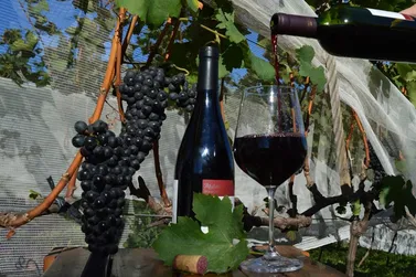 Epamig oferece curso gratuito sobre elaboração de vinhos em Caldas