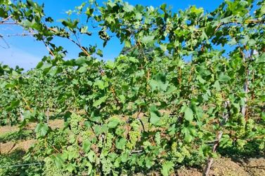 EPAMIG avalia adaptação de uvas piwis em Andradas