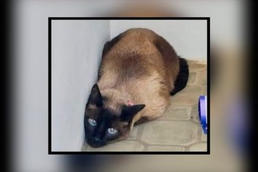 Fam&iacute;lia procura gatinha desaparecida em Andradas