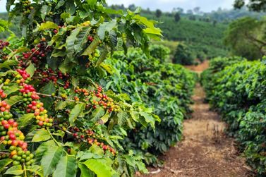 Caf&eacute; de MG alavanca produ&ccedil;&atilde;o nacional e projeta maior safra da hist&oacute;ria em 2026
