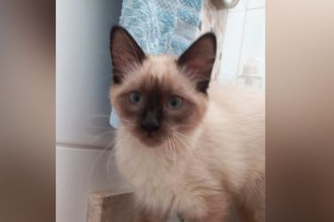 Gatinha Mel est&aacute; desaparecida na Vila Mosconi